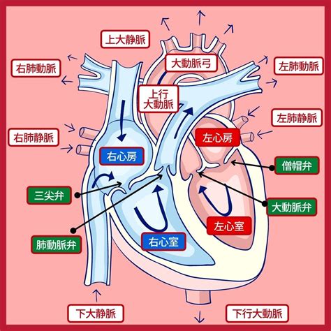 肺脈